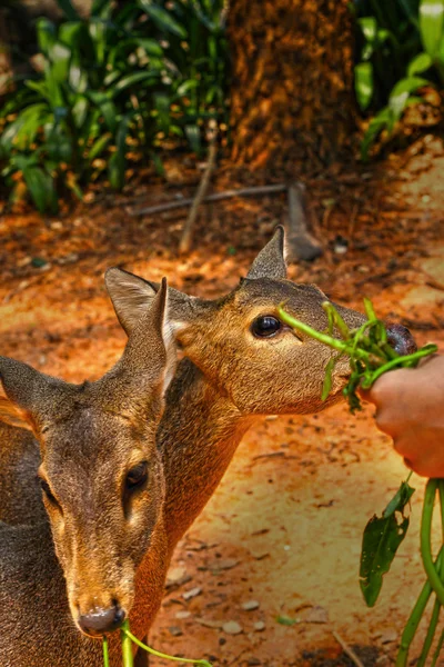 Doğada sika geyiği çim yeme — Stok fotoğraf