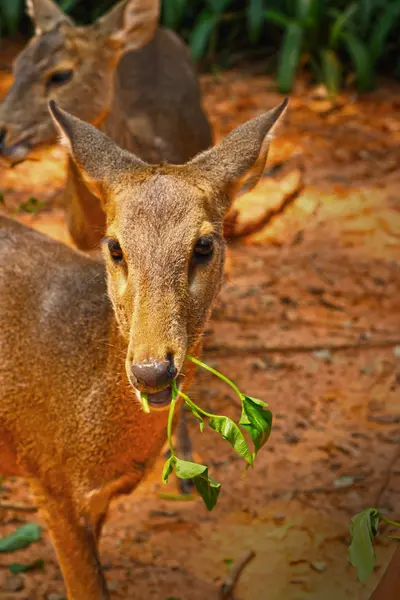 Eating grass of sika deer in the nature — Stock Photo, Image