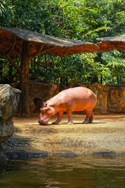 Retrato de hipopótamo na natureza — Fotografia de Stock