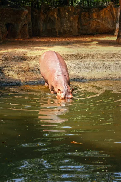 Hippo porträtt i naturen — Stockfoto