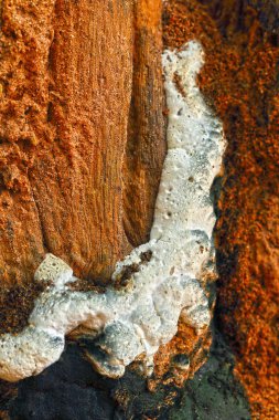 doğa üzerinde taze mantar