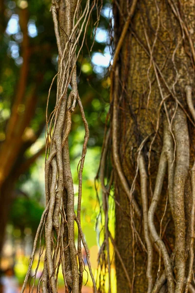 Radici di alberi di Banyan . — Foto Stock