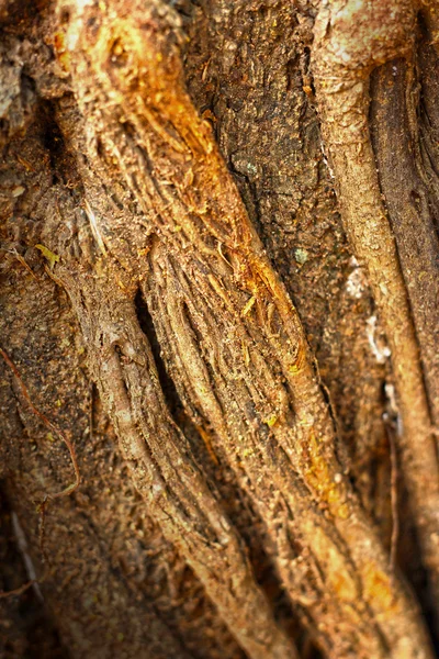 Racines d'arbres Banyan . — Photo