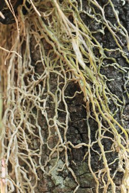 Banyan ağaçları kökleri.