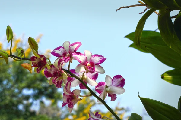 Różowe kwiaty orchidei biały — Zdjęcie stockowe