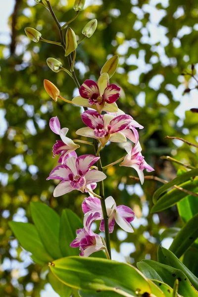 Орхидея белые розовые цветы — стоковое фото