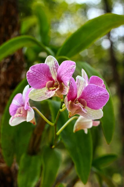 Orquídea flores rosadas blancas —  Fotos de Stock