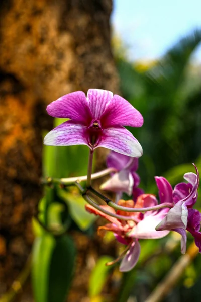 Орхидея белые розовые цветы — стоковое фото