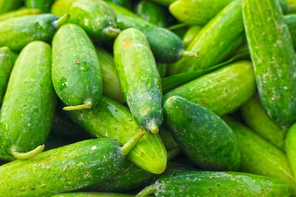 Cucumber in the market — Stock Photo, Image