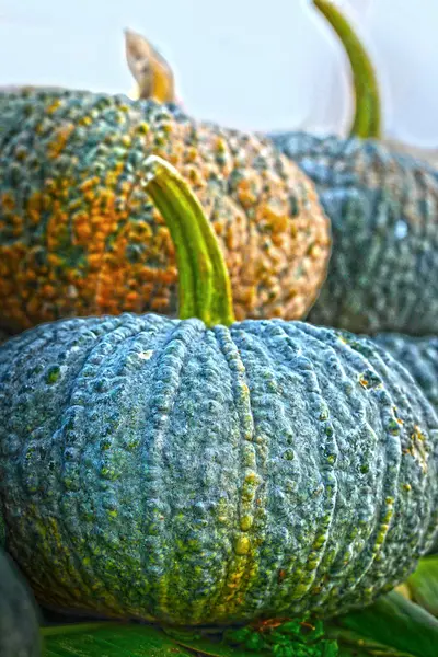 Fresh green pumpkin at market — Stock Photo, Image