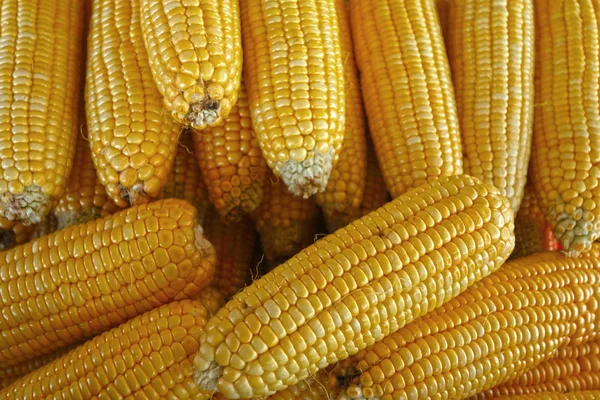 Sweet corn is put are row in the market. — Stock Photo, Image