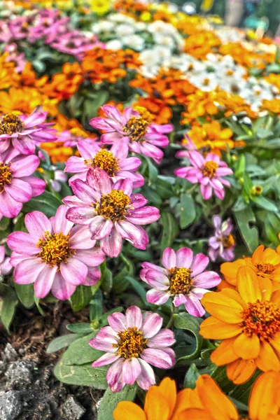 カラフルなデイジーの花の庭で — ストック写真