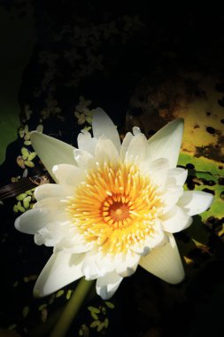 Beyaz lotus çiçeği