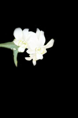 Pembe orkide çiçeği.