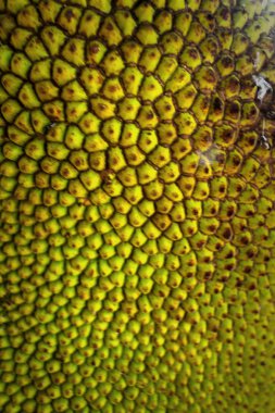 Jack meyve ağaç doğa