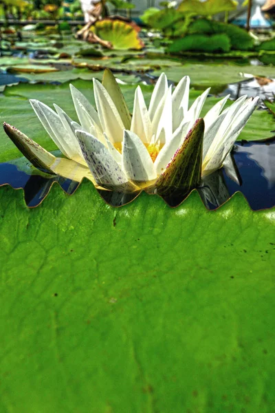 Flor de lótus branco — Fotografia de Stock