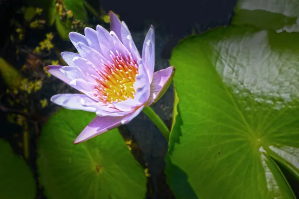 Purple lotus flower — Stock Photo, Image