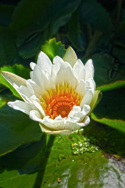 Цветок белого лотоса — стоковое фото