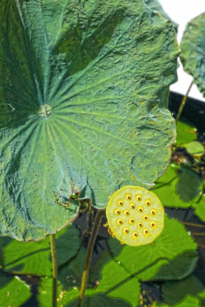 Semillas de loto . —  Fotos de Stock