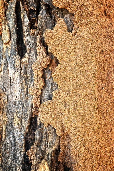 Termite sur fond d'arbre — Photo