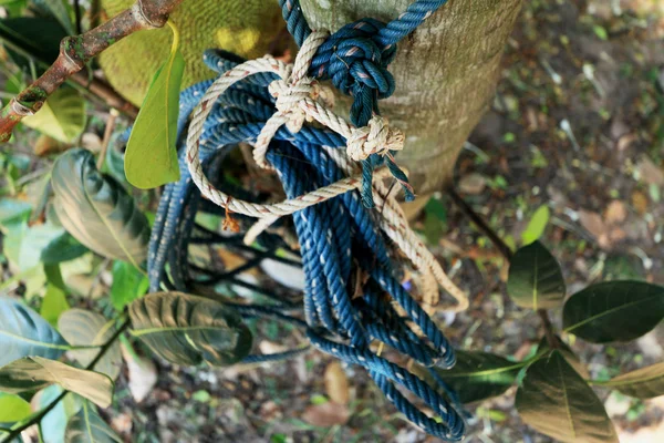 Cuerda vieja atada a un árbol . — Foto de Stock