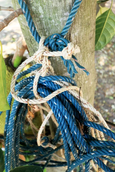 Vecchia corda legata ad un albero . — Foto Stock