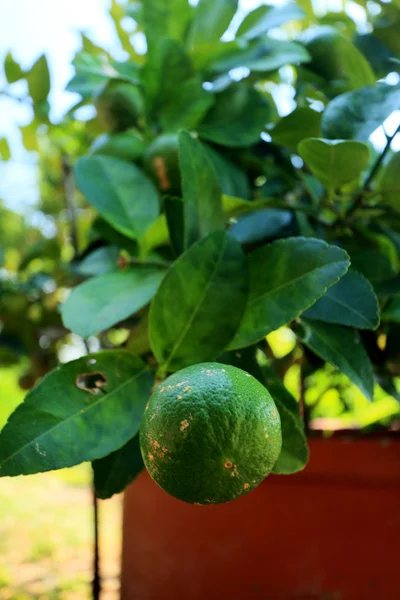 Zitronenbaum im Garten — Stockfoto