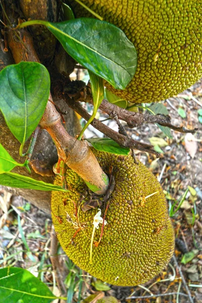 Jack fruit tree in nature — Stock Photo, Image