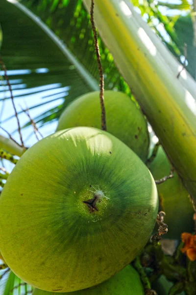 Kokosowe drzewo w ogrodzie — Zdjęcie stockowe