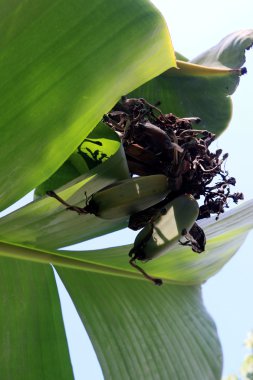 muz ağacı çürük.