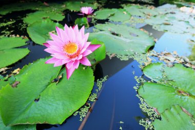 pembe nilüfer çiçeği