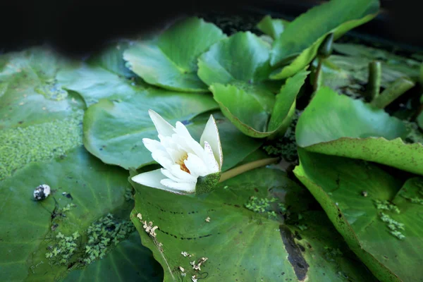 Beyaz lotus çiçeği — Stok fotoğraf