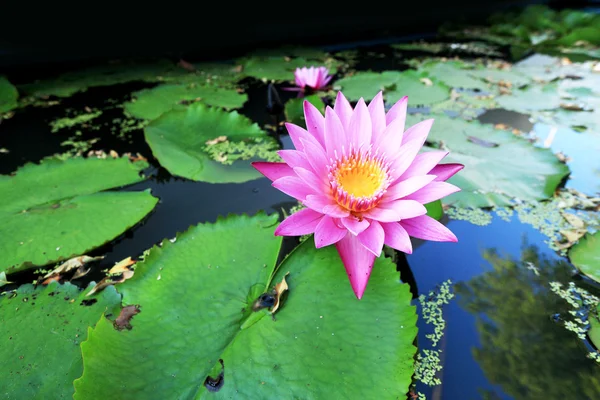 Pink lotus flower — Stock Photo, Image