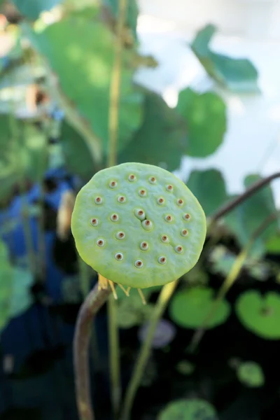 Lotus seed.