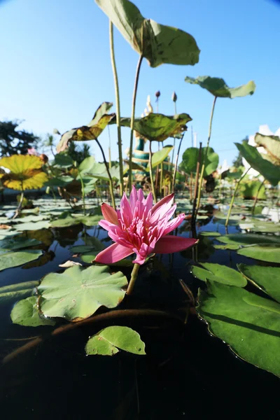 Flor de loto rosa —  Fotos de Stock