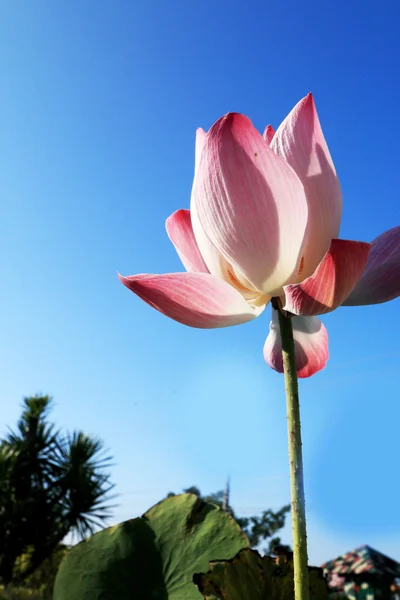 Floare de Lotus Roz — Fotografie, imagine de stoc
