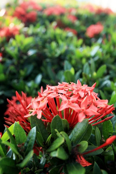 Ixora röd blomma — Stockfoto