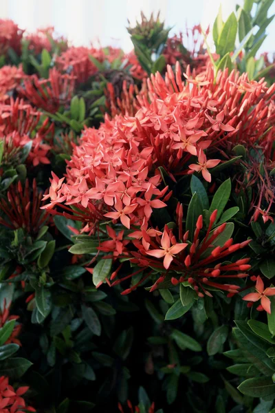 Ixora ดอกไม้สีแดง — ภาพถ่ายสต็อก