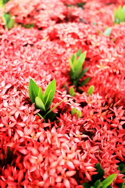 Ixora piros virág — Stock Fotó