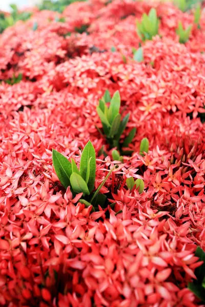 Ixora czerwony kwiat — Zdjęcie stockowe