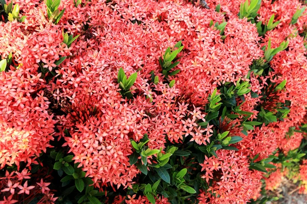 Ixora red flower — Stock Photo, Image