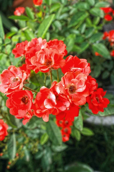 Κόκκινο τριαντάφυλλο στη φύση — Φωτογραφία Αρχείου