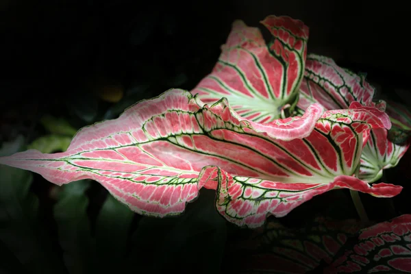 Red and green leaves pattern. — Stock Photo, Image