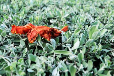 portakal çiçekleri ve yeşil yaprak