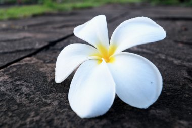 Frangipani çiçek - beyaz çiçek zemin üzerinde