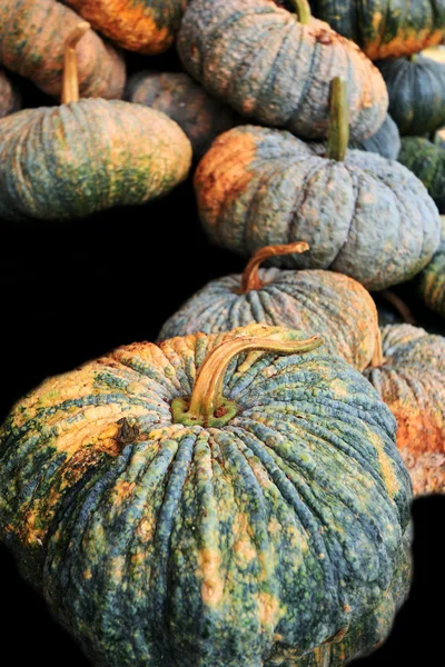 Zucca verde fresca sul mercato — Foto Stock