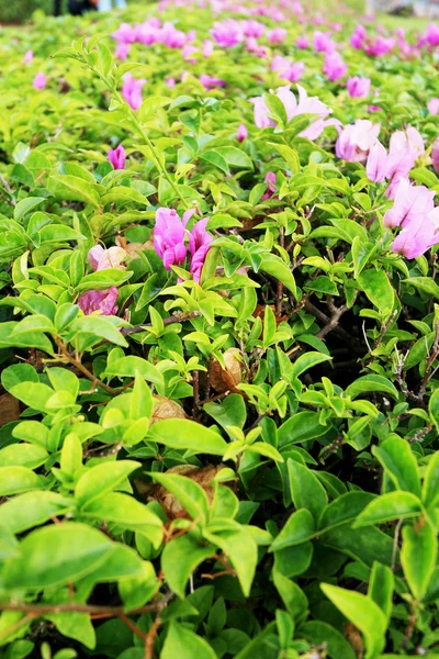 Purple bougainvillea in nature — Stock Photo, Image