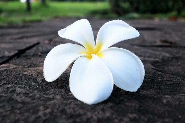 Frangipani flower - weiße Blume auf dem Boden — Stockfoto