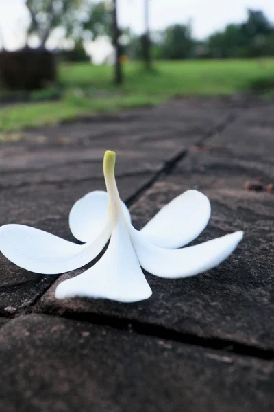 Flor Frangipani - flor blanca en el suelo —  Fotos de Stock