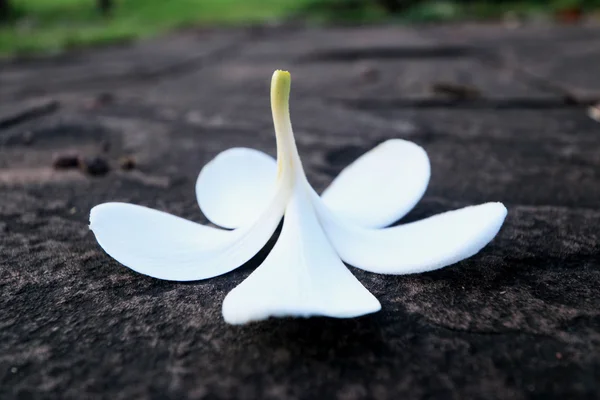 Frangipani fleur - fleur blanche sur le sol — Photo